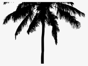 Palm Tree Silhouette Png #221902 Palm Tree Silhouette Png #221902