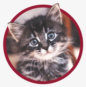 Kitten Preferred Pet Plans - Kitten '\ #222574