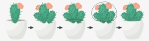 Banner Library How To Create A Trio Of Succulents - Cactus Illustration Transparent #222596