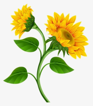 Sunflower Png Photo - Sunflower Clip Art Flowers #223412