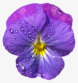Violet Flower Gif Clip Art #223787