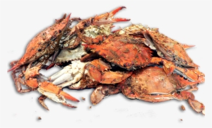 House Hot Steamed Crabs - Cooked Blue Crabs #224356