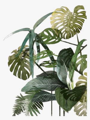 Botanical Illustration Drawing Watercolor Painting - Leaves Illustration Tropical #224507
