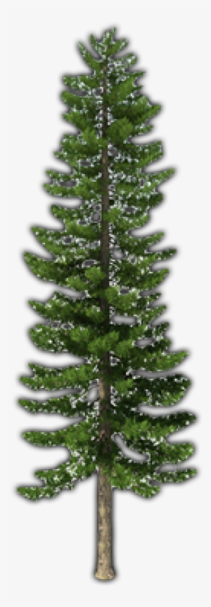 Fir-tree Png File - Pine Trees Transparent Png #224509