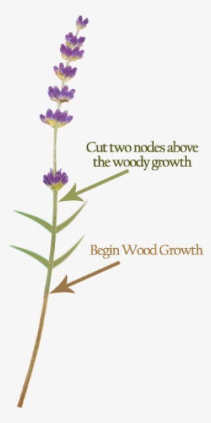 Where To Prune Lavender - Cut Lavender #224634