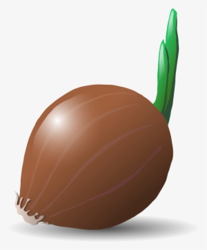How To Set Use Onion Clipart #224662