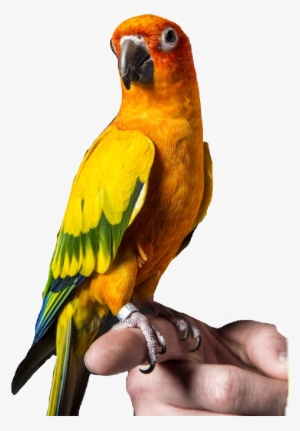 Paul Source - Logan Paul's Bird Maverick #224692