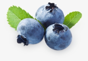 Blueberries Png - Bilberry Extract Powder 1 Lb #225140