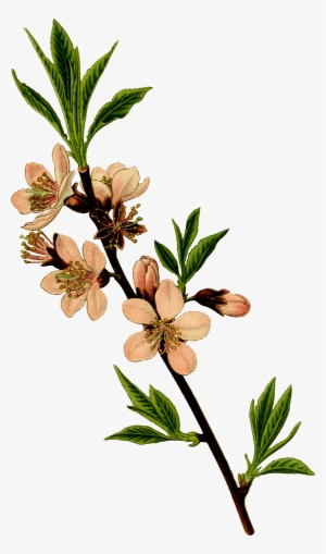This Free Icons Png Design Of Almond Tree #225205
