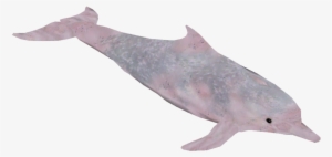 Chinese White Dolphin 2 - Common Bottlenose Dolphin #225236