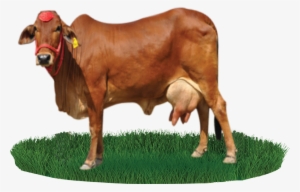 Sahiwal Cattle Beef Cattle Nili - Gir Cow Images Png #225542