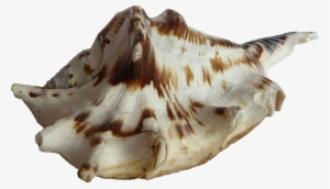 Free Icons Png - Marine Biology #225940