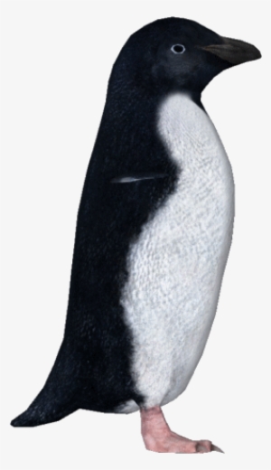 Penguin Transparent Tundra - Adelie Penguin Png #226240 Penguin Transparent Tundra - Adelie Penguin Png #226240