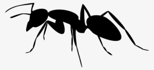 Ant Vector - Ant Clipart #226573
