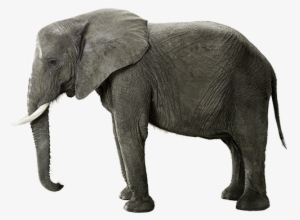 The Peaceful Elephant - Indian Elephant #226574