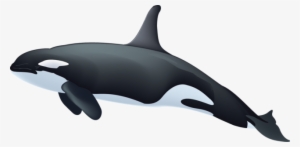 Killer Whale Png Image - Killer Whale Clip Art #226706