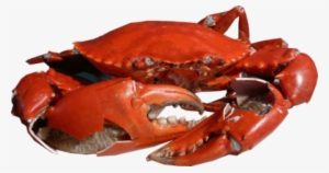 Free Png Crab Png Images Transparent - Crab Png #226983
