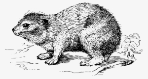 Rat Computer Icons Rock Hyrax Tree Hyrax Drawing - Hyrax Clipart #227080