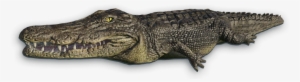 Crocodile Png File - Portable Network Graphics #227151