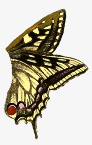 Butterfly - Butterfly Wings Transparent Background Side #227202