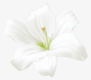 White Lilly, Art Images, Flower Art, Lilies, Anime - White Lily Flower Png #228016