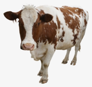 Cow Png - Cow Transparent #228169