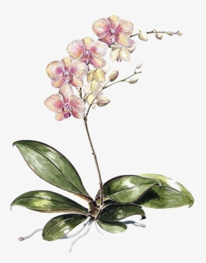 Moth Orchids Drawing Botanical Illustration Watercolor - Orchid Botanical Illustration #228171