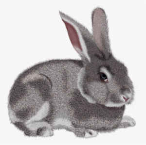 Rabbit Png Clipart #228270
