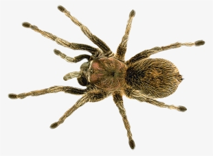 Free Png Spider Png Images Transparent - Long Do Spiders Live #228445