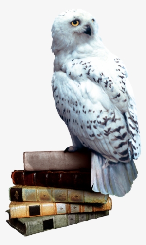 Hedwig Books - Harry Potter Owl Png #228556