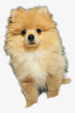 Report Abuse - Kong Logan Paul Dog #228662