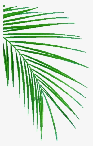 Palm Leafs - Oil Palm Leaf Sampling #228815