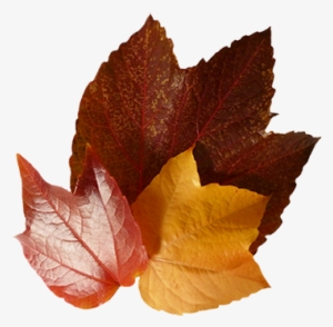 Three Autumn Leaves - Autumn Leaves Brown #229143