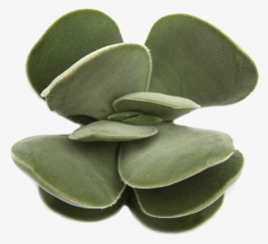 Succulent Png Free - Transparent Background Succulent Purple #229617