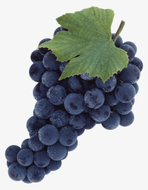 Black Grapes Png Transparent Image - Wine Grapes Png #229689