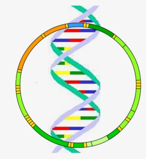 Mitochondrial Dna - Mitochondrial Dna Png #229711