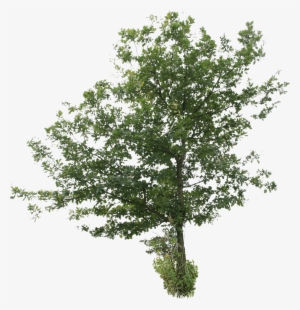 2d Trees - Tree Cut Out Png #229774