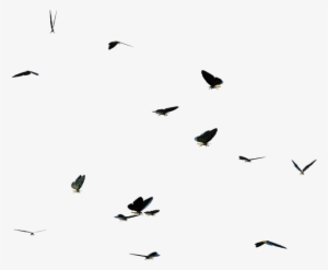 Butterflies Swarm Png Clipart - Flock - Free Transparent PNG Download ...