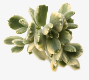 Cotyledon Tomentosa 'bear's Paw' Variegata - Cotyledon Tomentosa #2201055