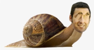 109 Notes Tags - Snail Png #2201709