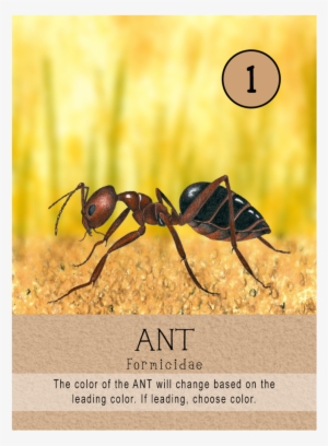 Ants #2202677