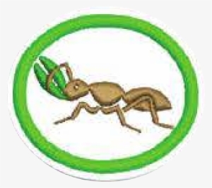 23, 30 September 2014 - Ant #2202753
