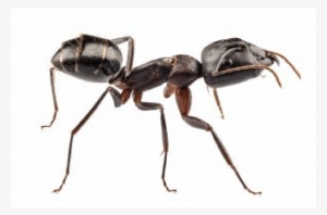 Carpenter Ants #2203156