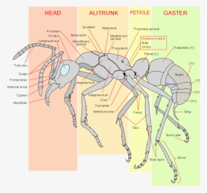 Ant PNG, Transparent Ant PNG Image Free Download - PNGkey