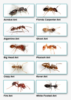 The Electrician Said The Ants Will Sometimes Get Into - Outdoor Ants #2203518