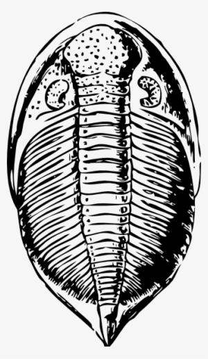 Trilobite Clipart #2206373