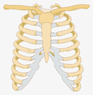 Thunderbolt Kids Graphic Royalty Free Stock - Costochondritis Back Pain #2208125