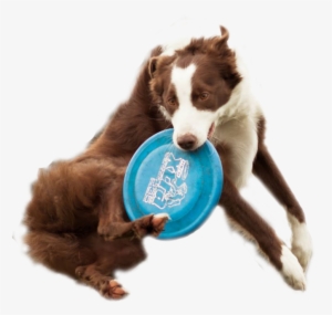 Dog Catching Frisbee White Background #2210263