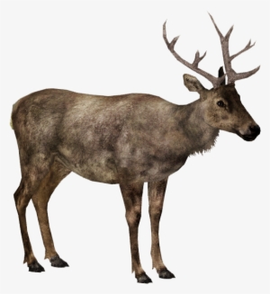 Elk - Elk Png #2211517