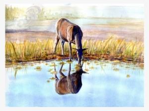 Elk Before Sunset At Yellowstone National Park - Freshwater Marsh #2211546